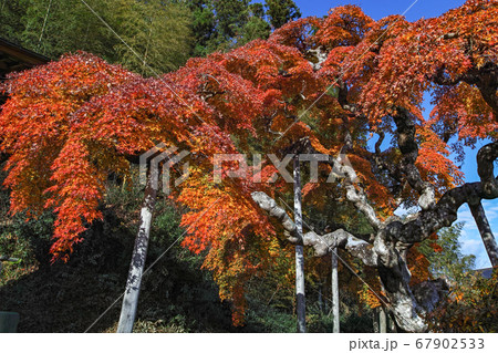 福島県/ 国指定天然記念物 「中釜戸のシダレモミジ 」の紅葉 67902533