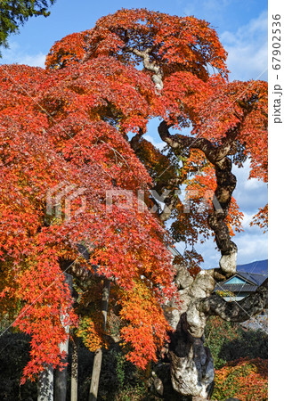 福島県/ 国指定天然記念物 「中釜戸のシダレモミジ 」の紅葉 福島県/ 国指定天然記念物 「中釜戸のシダレモミジ 」の紅葉 67902536