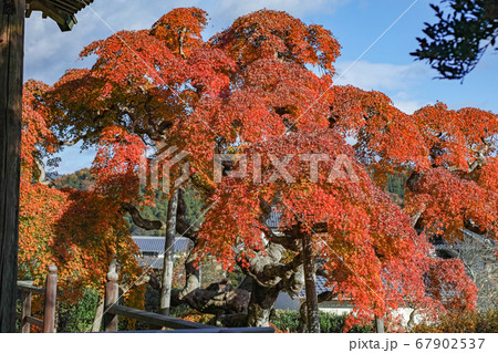 福島県/ 国指定天然記念物 「中釜戸のシダレモミジ 」の紅葉 67902537