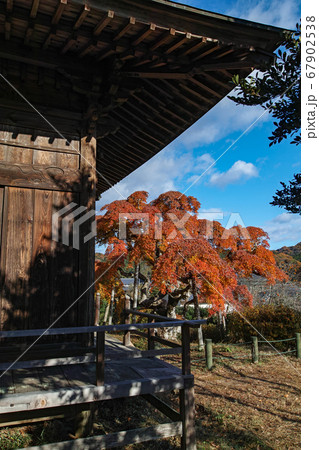 福島県/ 国指定天然記念物 「中釜戸のシダレモミジ 」の紅葉 67902538