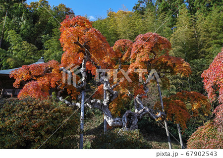 福島県/ 国指定天然記念物 「中釜戸のシダレモミジ 」の紅葉 福島県/ 国指定天然記念物 「中釜戸のシダレモミジ 」の紅葉 67902543
