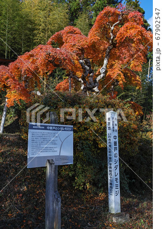 福島県/ 国指定天然記念物 「中釜戸のシダレモミジ 」の紅葉 67902547