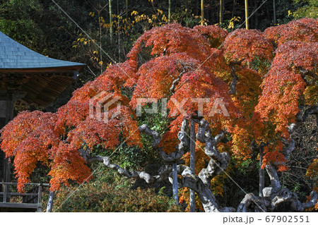 福島県/ 国指定天然記念物 「中釜戸のシダレモミジ 」の紅葉 福島県/ 国指定天然記念物 「中釜戸のシダレモミジ 」の紅葉 67902551