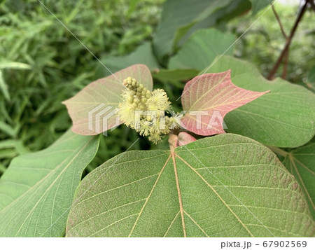 アカメガシワ(と思われる植物)のつぼみと花/The plant has buds & flowers 67902569