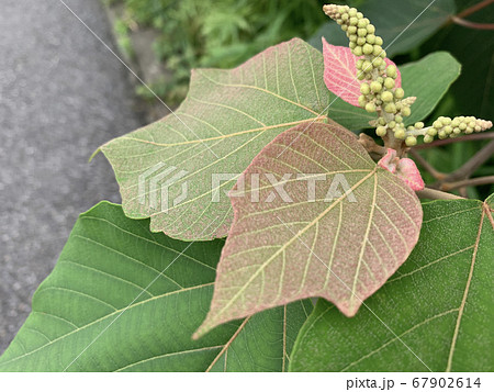 アカメガシワ(と思われる植物)のつぼみ/The plant has puds アカメガシワ(と思われる植物)のつぼみ/The plant has puds 67902614