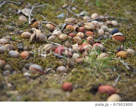 どんぐりころころ 67902800