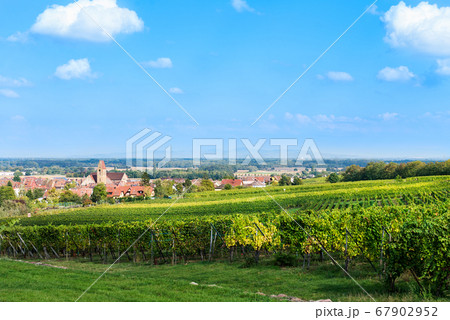Vineyards at sunset during autumn harvest season Vineyards at sunset during autumn harvest season 67902952