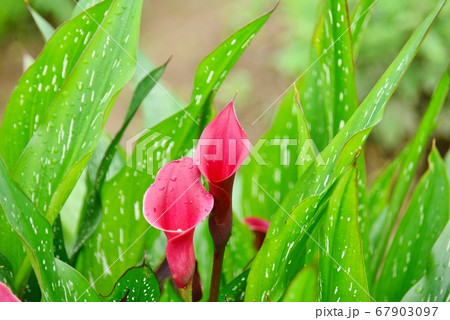 赤色のメガホン状の花 67903097