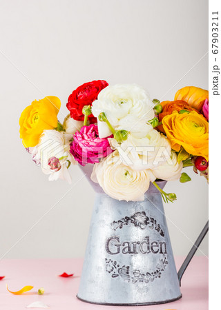 Ranunculus Buttercup Flowers of different colours Ranunculus Buttercup Flowers of different colours 67903211