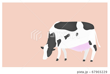 草を食べる牛のイラスト ピンク背景 草を食べる牛のイラスト ピンク背景 67903229