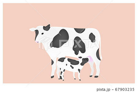 母牛の乳を吸う子牛のイラスト　ピンク背景 67903235