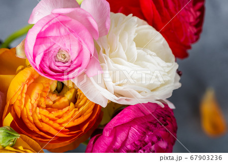 Ranunculus Buttercup Flowers of different colours 67903236