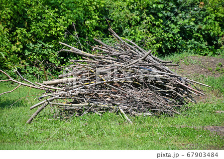 Cut-out tree branches for firewood 67903484