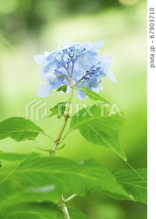 風景自然植物写真 雨上がりの紫陽花 雨が似合う紫陽花 風景自然植物写真 雨上がりの紫陽花 雨が似合う紫陽花 67903710