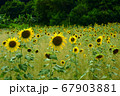 一面の向日葵 67903881