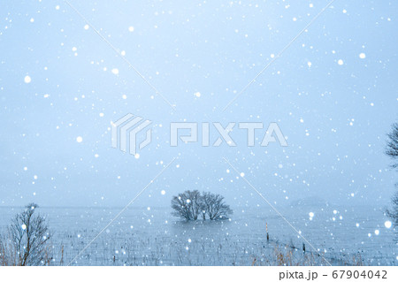 木 雪 玉ボケ 木 雪 玉ボケ 67904042