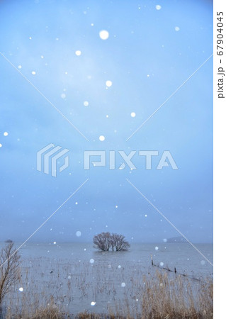 木 雪 玉ボケ 67904045