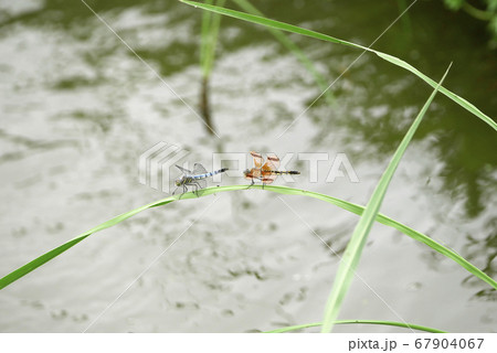 自然風景生物写真　生まれたばかりのシオカラトンボと雌のムギワラトンボ 67904067