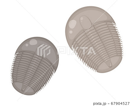 三葉虫の化石のイラスト 2匹のイラスト素材