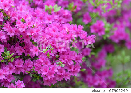 ピンク色のヤマツツジの花の写真素材 [67905249] - PIXTA