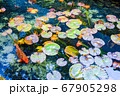 モネの池のような睡蓮の池 67905298