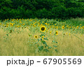 向日葵の花畑 67905569