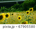 向日葵の花畑 67905580