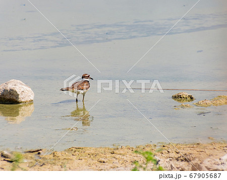 Close up of a cute Plover 67905687