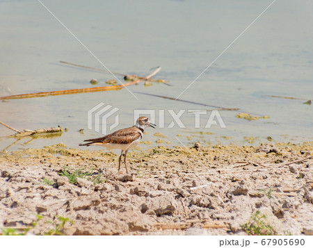 Close up of a cute Plover Close up of a cute Plover 67905690