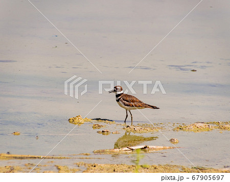 Close up of a cute Plover Close up of a cute Plover 67905697
