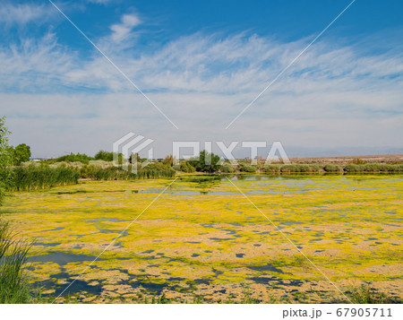 Beautiful landscape in Henderson Bird Viewing 67905711