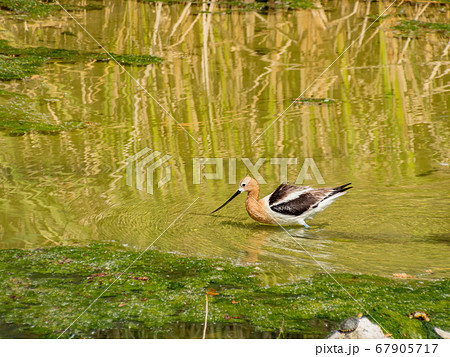 Close up shot of the American avocet 67905717
