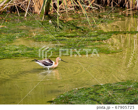 Close up shot of the American avocet Close up shot of the American avocet 67905725