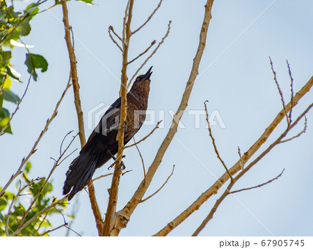 Close up shot of a Great tailed Grackle resting on Close up shot of a Great tailed Grackle resting on 67905745