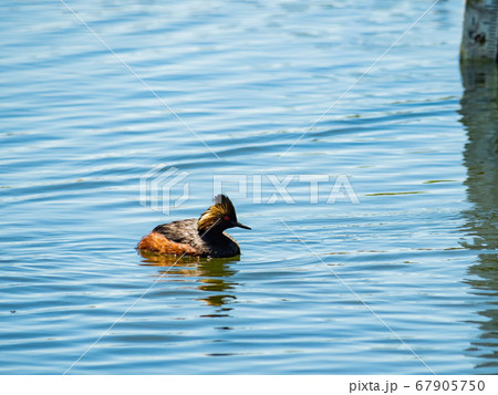 Close up shot of a Black-necked grebe swimming in Close up shot of a Black-necked grebe swimming in 67905750