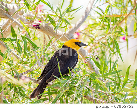 Close up of a cute Yellow-headed blackbird 67905755