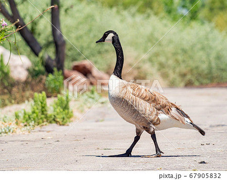 Close up of Canada goose walking on the ground 67905832