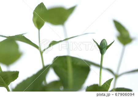 桔梗のツボミ 秋の七草のひとつ (fix撮影) 桔梗のツボミ 秋の七草のひとつ (fix撮影) 67906094