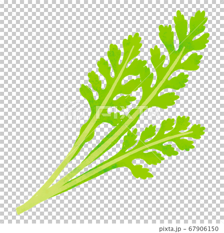 Shanda Shanda 67906150