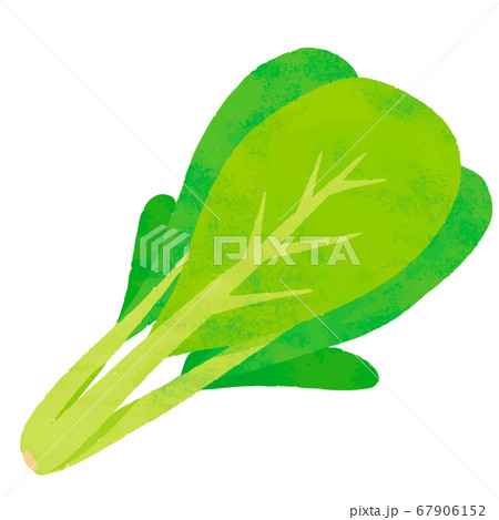 小松菜 67906152