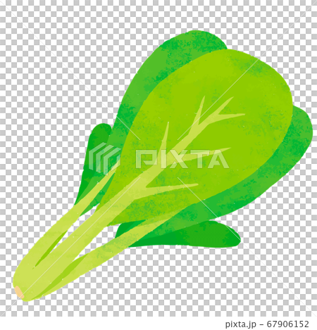 小松菜 67906152