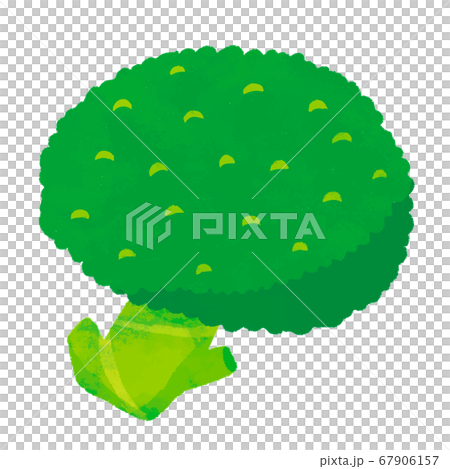 ブロッコリー 67906157