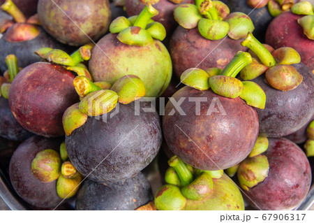Fresh ripe mangosteen fruits, Queen of fruit in Thailand Fresh ripe mangosteen fruits, Queen of fruit in Thailand 67906317