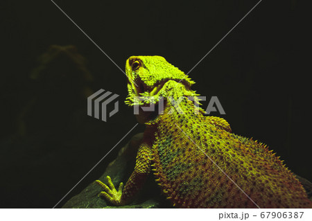 Panther chameleon (Furcifer pardalis) on a pet shop display in Chatuchak Market in Bangkok, Thailand 67906387