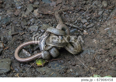 Smooth snake (Coronella austriaca) 67906458