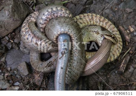 Smooth snake (Coronella austriaca) Smooth snake (Coronella austriaca) 67906511