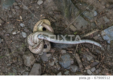 Smooth snake (Coronella austriaca) 67906512
