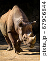動物園で陰影が強い正面ののサイ(Rhino) 67906844