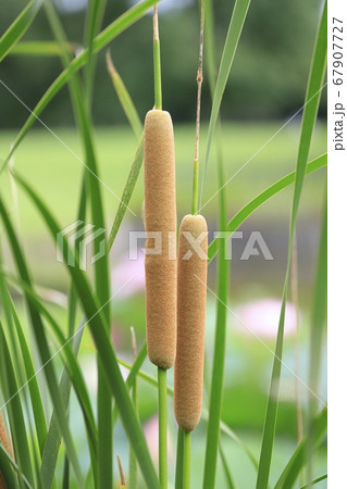 水辺のガマ(蒲) 水辺のガマ(蒲) 67907727