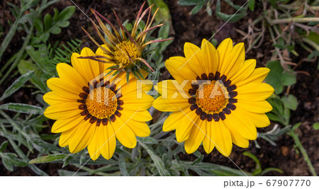Close-up photo of two beautiful yellow garden flowers Gazania Gazania linearis in a flower bed in the Park. Close-up photo of two beautiful yellow garden flowers Gazania Gazania linearis in a flower bed in the Park. 67907770